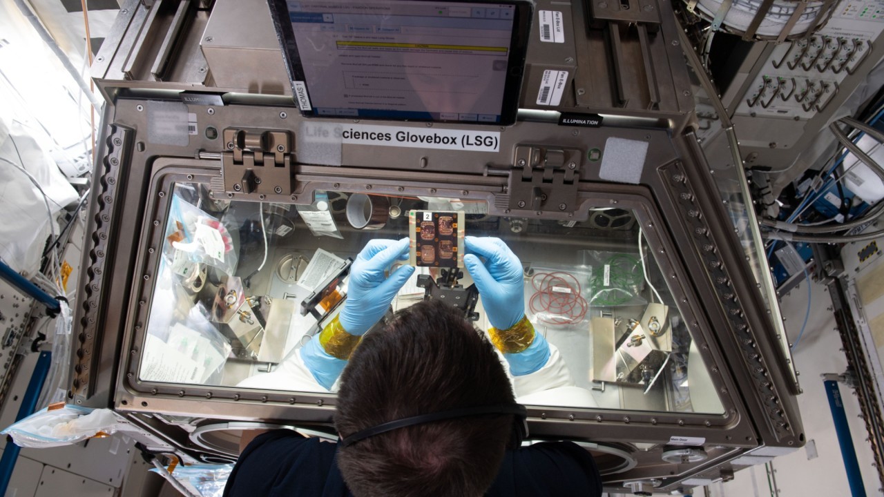 Drugs can partially prevent muscle loss caused by microgravity, experimental study finds