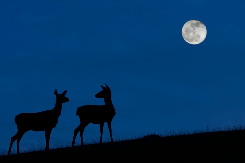 October's full Hunter's Moon of 2021 rises tonight! Here's what to expect.