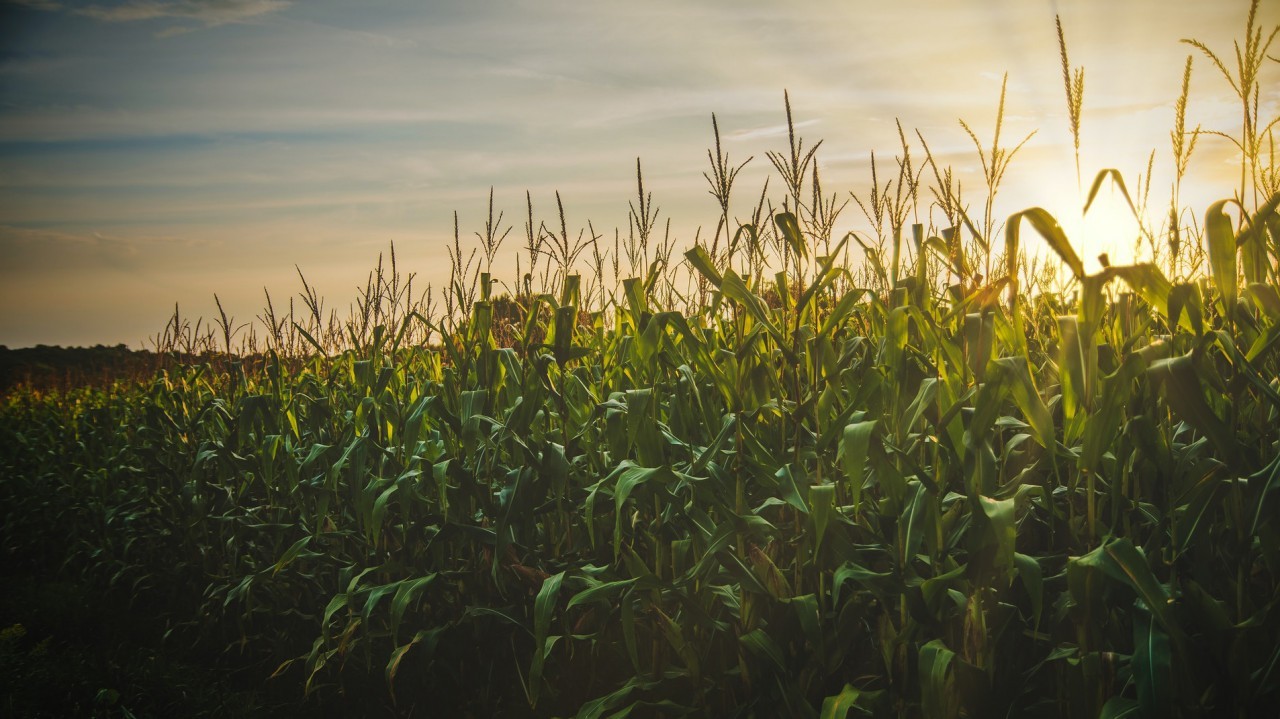 Climate change will impact food crops by end of the decade, NASA says