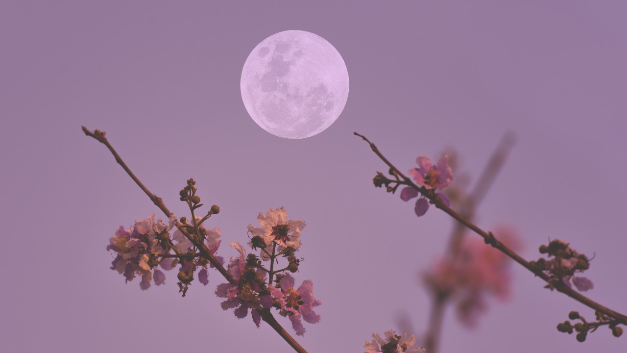 Pink Moon rises overnight tonight! Catch April's full moon in all its glory