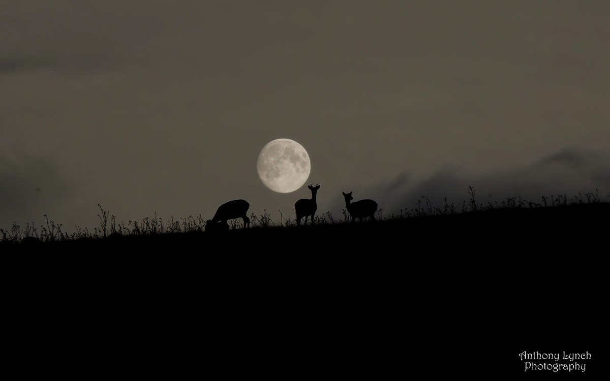 Harvest Moon 2021: When and how to see September's full moon