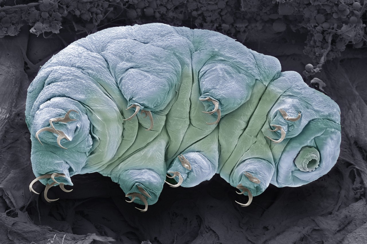 Teeny tardigrades can survive space and lethal radiation. Scientists may finally know how