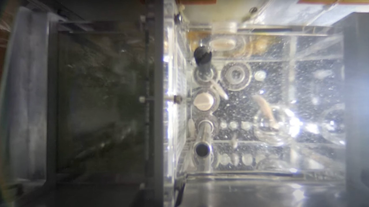 China aims to breed zebrafish aboard Tiangong space station (video)