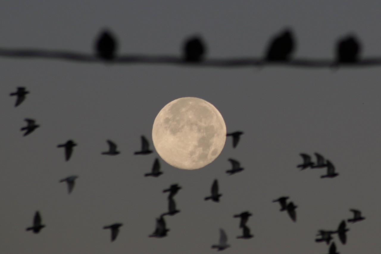 Last supermoon of 2024 wows skywatchers around the world with Full Beaver Moon (photos)