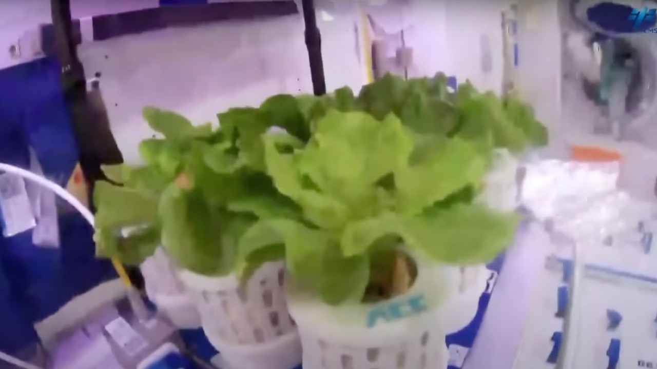 China's astronauts have been tending a "space garden" in orbit (video)