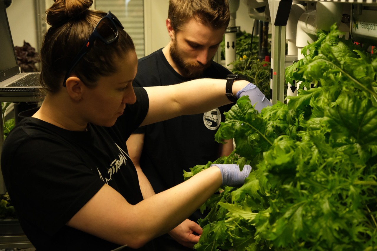 Bounteous harvest in Antarctic greenhouse may bode well for Mars colonization